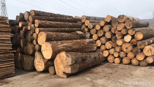 法國林業(yè)補(bǔ)貼背后的生態(tài)悖論 應(yīng)對樹皮甲蟲危機(jī)，砍伐還是保護(hù)？